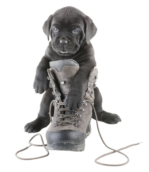 Hondje en boot — Stockfoto