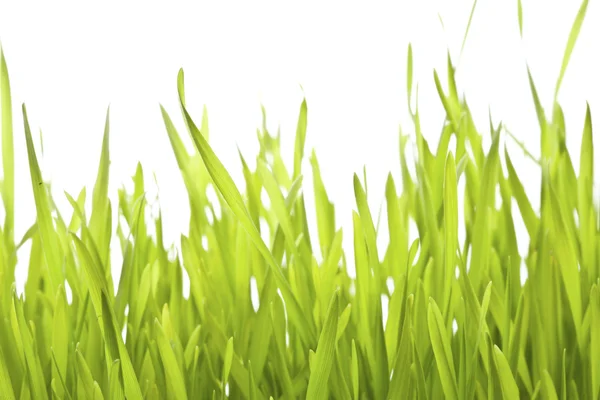 Gras mit Wassertropfen am Morgen — Stockfoto