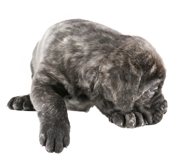 Puppy dog — Stock Photo, Image