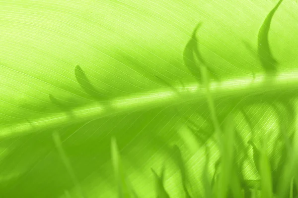Blad van een plant close-up — Stockfoto