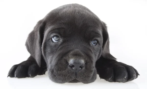 Cãozinho preto — Fotografia de Stock