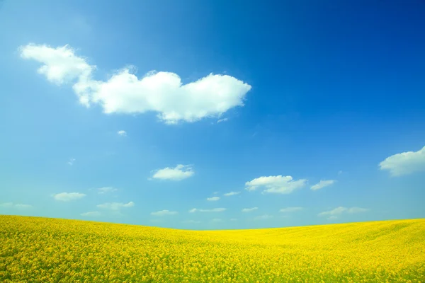 Geel veld koolzaad in bloei met blauwe lucht en witte wolken — Stockfoto