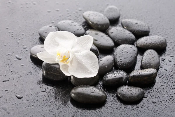 Macro of beautiful orchid on wet pebble — Stok fotoğraf