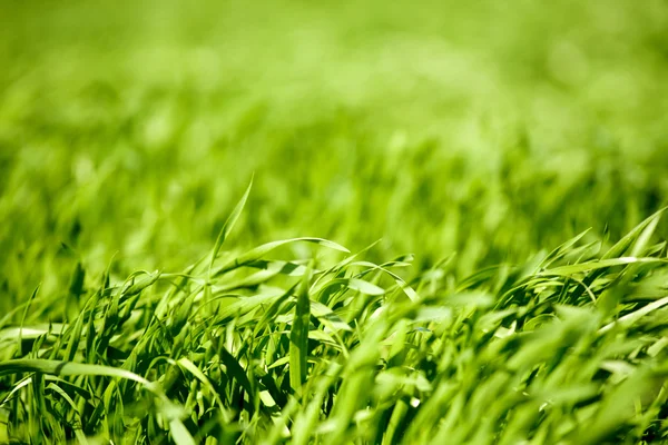 新鮮な春の草のクローズ アップ — ストック写真