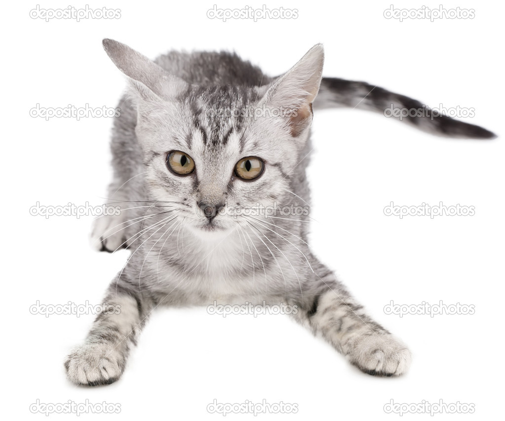 Grey kitten playing and white background