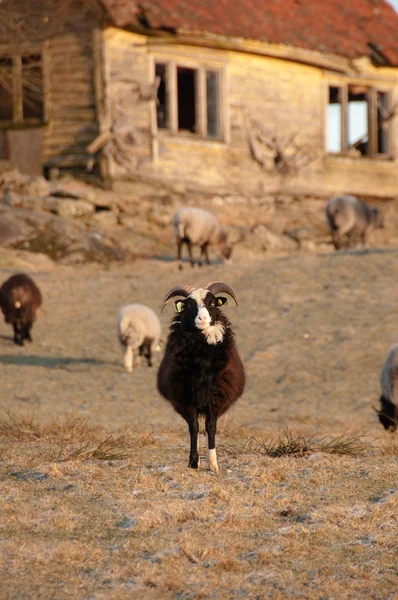 Grazende schapen op het veld — Stockfoto