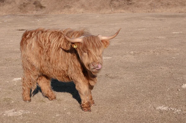 Grazing red bull — Stock Photo, Image