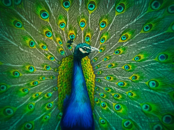 Peacock with colorful tail — Stock Photo, Image