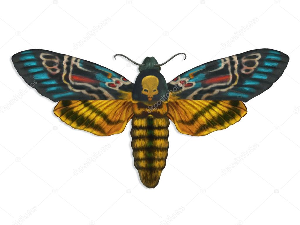 Colorful death head moth