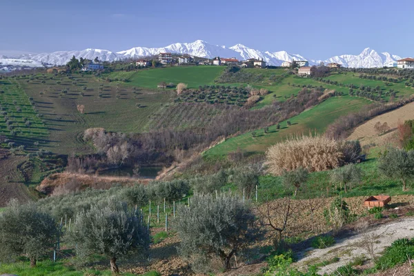 Olive tree and mountains — Stock Photo, Image