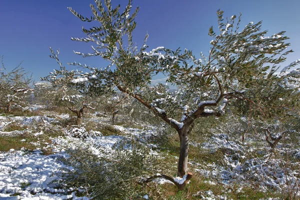 zeytin ağacı üzerinde kar