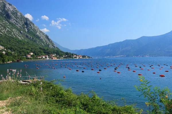 Ljuta y Kotor Bay — Foto de Stock