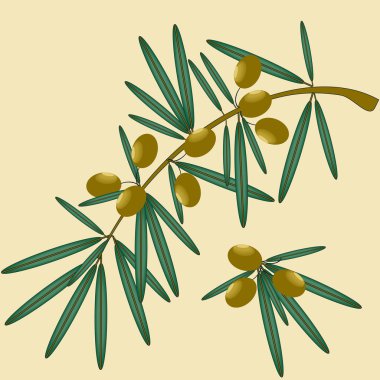 zeytin dalı vektör çizim