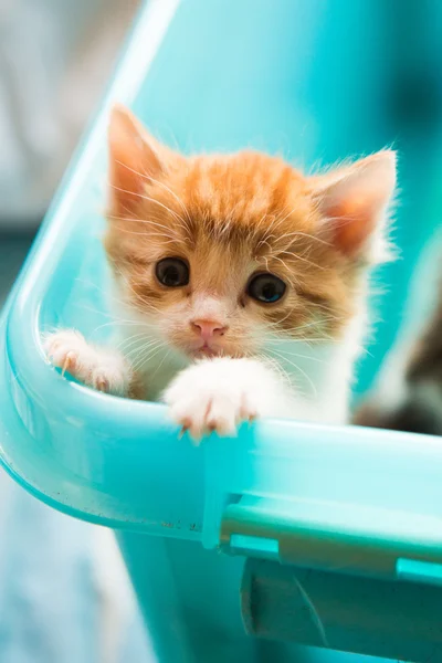 Gatinho vermelho pequeno Imagem De Stock