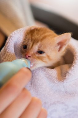 Tiny red kitten being handfed clipart