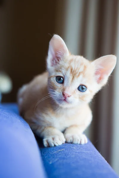 Şirin kedi yavrusu — Stok fotoğraf