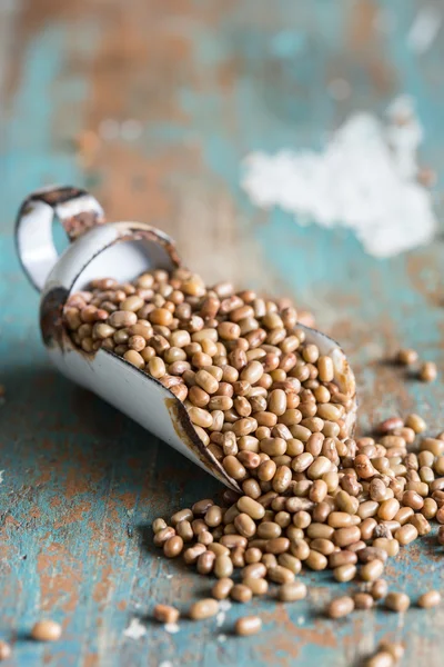 Closeup of moth beans — Stock Photo, Image