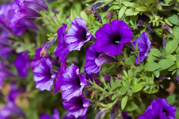 Morning Glory — Stock Photo, Image