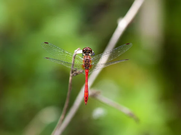 Libelle — Stockfoto