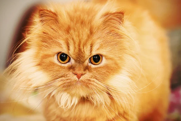 Persian cat — Stock Photo, Image