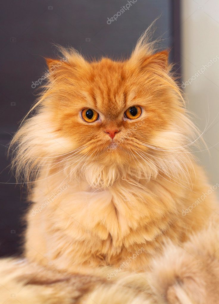Orange Persian Cat With Blue Eyes Close-up White Persian Cats Have