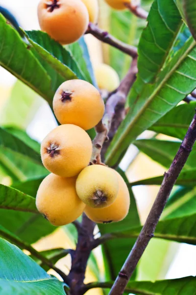 Loquat Εικόνα Αρχείου