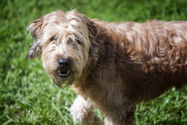 Goldendoodle — Fotografia de Stock