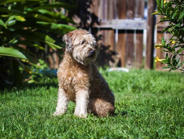 Goldendoodle — стокове фото