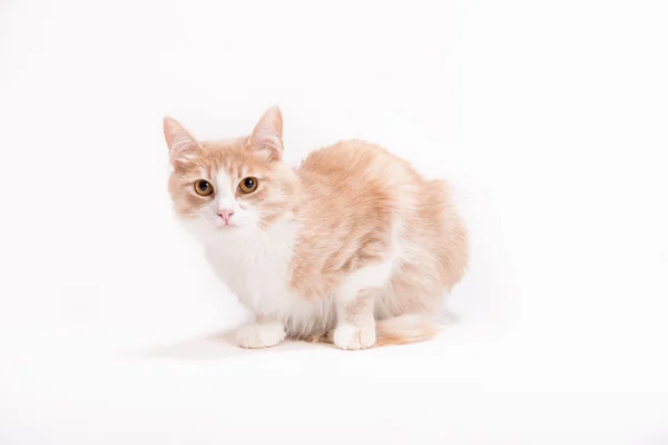 Ginger young cat — Stock Photo, Image