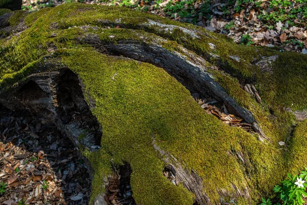 Waldmoos Liegt Auf Einem Alten Baum — Stockfoto