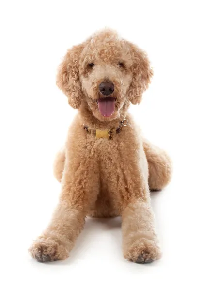 Cute royal poodle — Stock Photo, Image