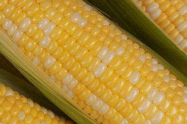 portre üzerinde corncobs
