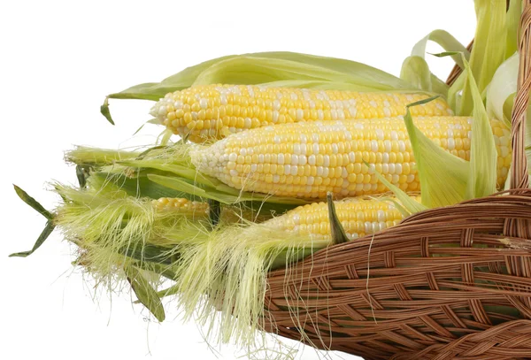 Corncobs in a wiker basket — Stock Photo, Image