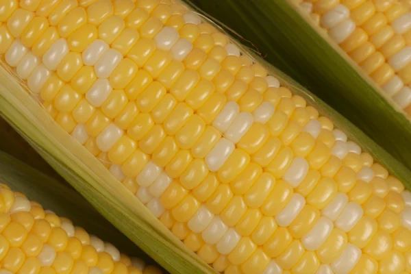 Portre üzerinde corncobs — Stok fotoğraf