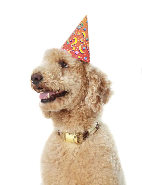 Beige poodle wearing party hat — Stock Photo, Image