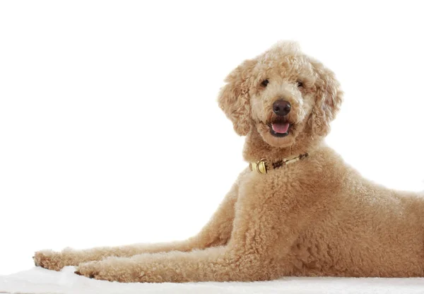 Beige poodle — Stock Photo, Image