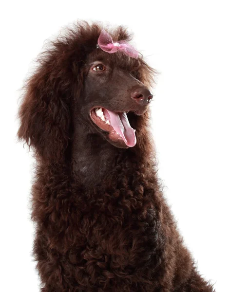 Nice brown royal poodle — Stock Photo, Image