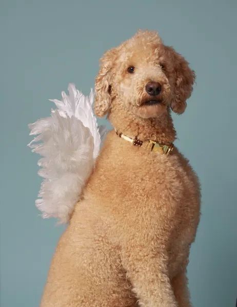 Angelic beige poodle — Stock Photo, Image