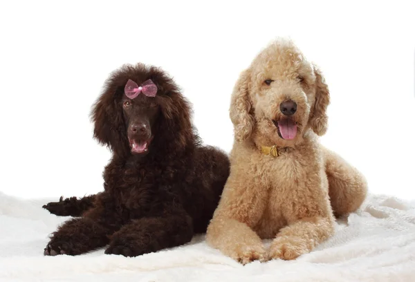 Dois poodle real — Fotografia de Stock