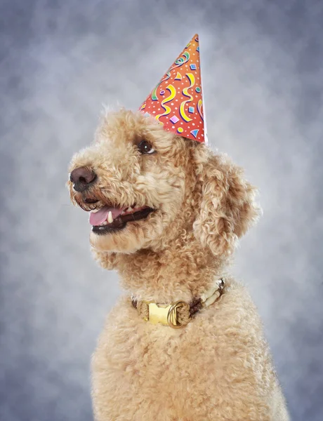 Hund bär part hatt — Stockfoto