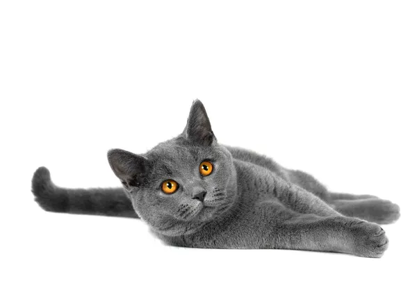 Brittisk katt — Stockfoto