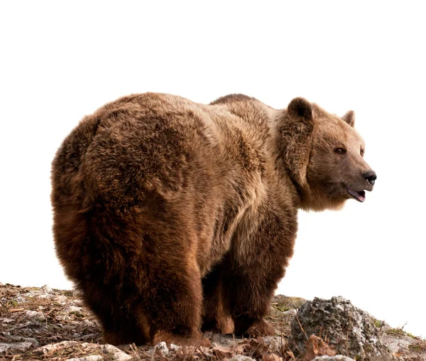 Urso castanho — Fotografia de Stock