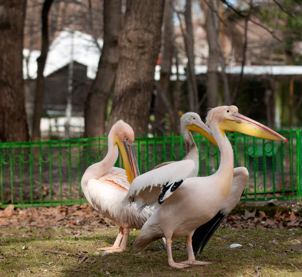 Pelicans — Stock Photo, Image