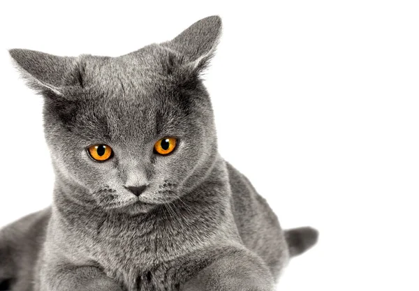 British cat — Stock Photo, Image