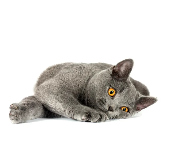 Gatto britannico — Foto Stock