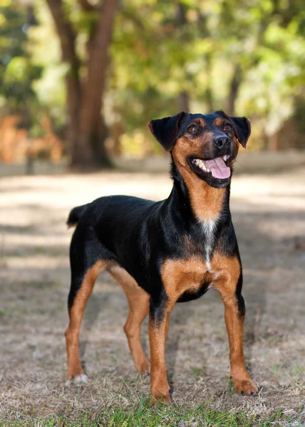 Terrier dog — Stock Photo, Image