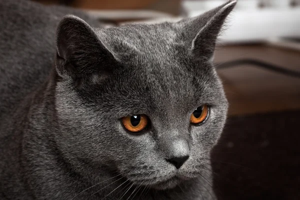 Gatto britannico — Foto Stock