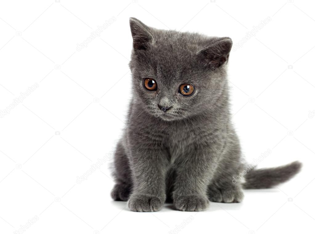 British Cat Stock Photo C Borojoint 34452913