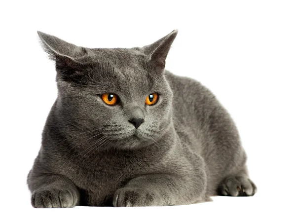 British cat — Stock Photo, Image