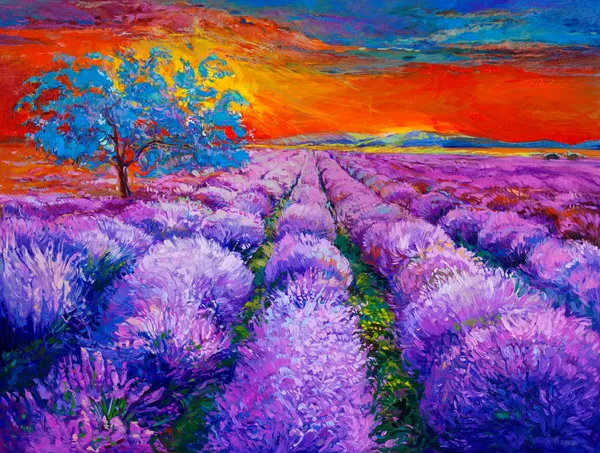 Campos de lavanda — Fotografia de Stock